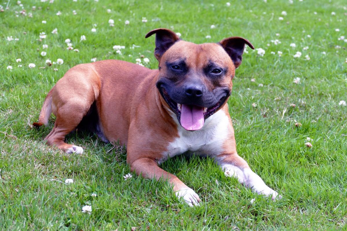 Staffordshire Bull Terrier