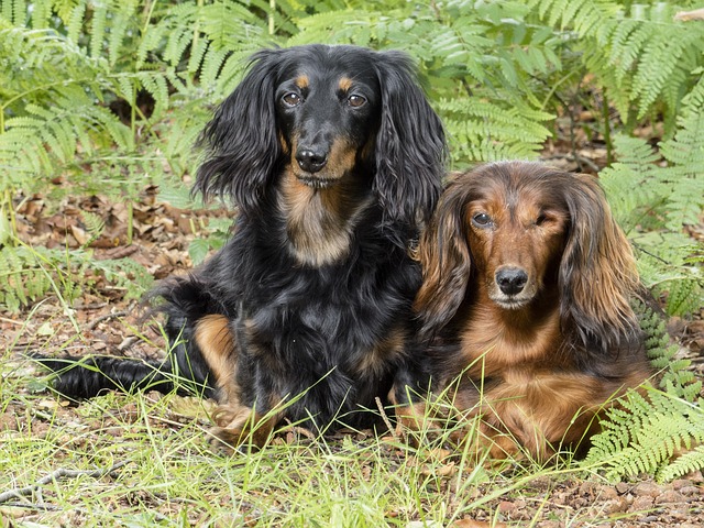 Dogs mixing together