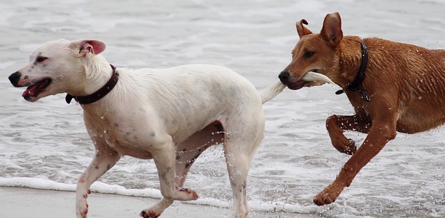 Dogs Playing Together