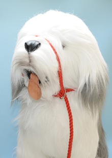 Rope Slip Head Collar Lead (Slip Halter)